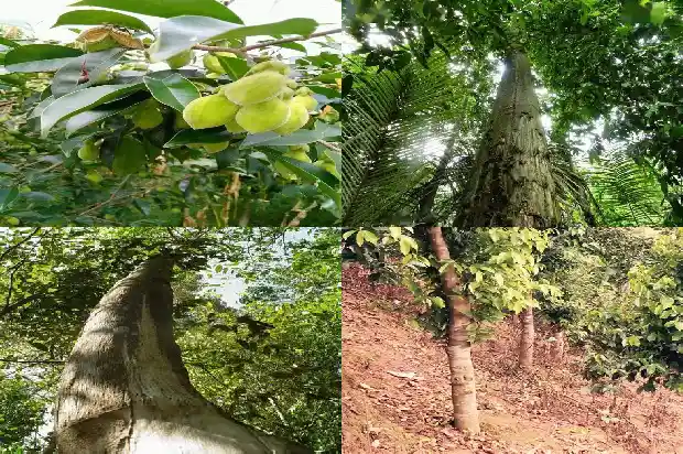 便宜的沉香1683505216737 便宜的沉香1683505216737