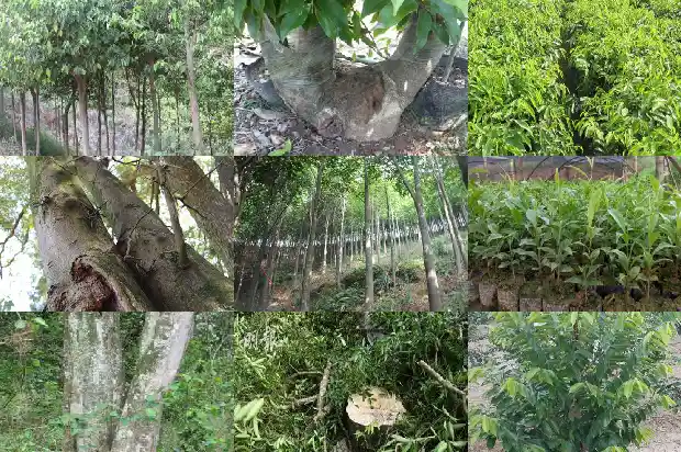 那有奇楠沉香苗1683505297574 那有奇楠沉香苗1683505297574