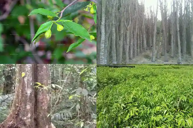 沉香的种类和价格1693786188427 沉香的种类和价格1693786188427