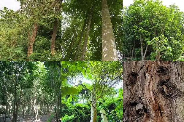 沉香的木树苗1683505484743 沉香的木树苗1683505484743