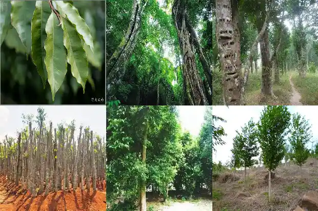 沉香的木树苗1683505484790 沉香的木树苗1683505484790