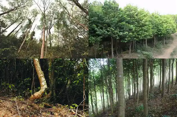 沉香手链市场价1693958960384 沉香手链市场价1693958960384