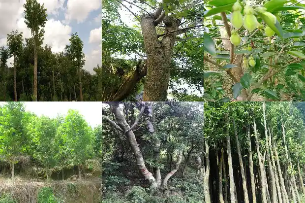 奇楠沉香苗木1683591135074 奇楠沉香苗木1683591135074