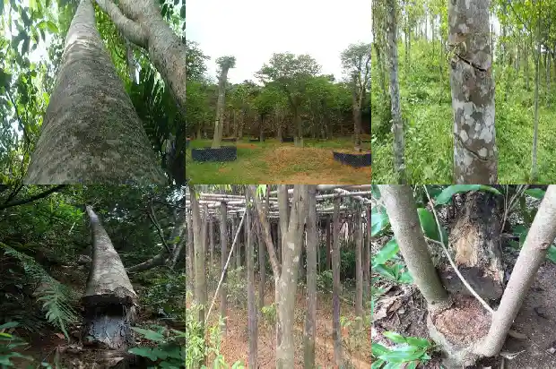 奇楠沉香苗木1683591135122 奇楠沉香苗木1683591135122