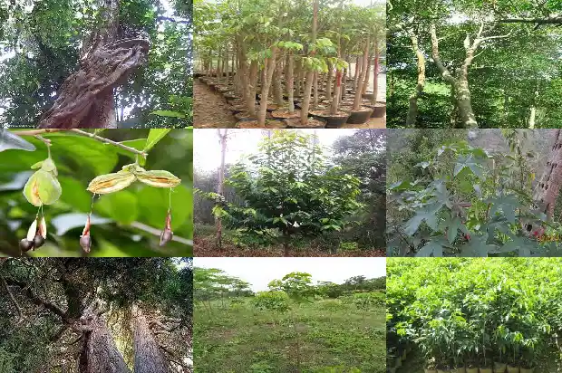 奇楠沉香苗木1683591135170 奇楠沉香苗木1683591135170