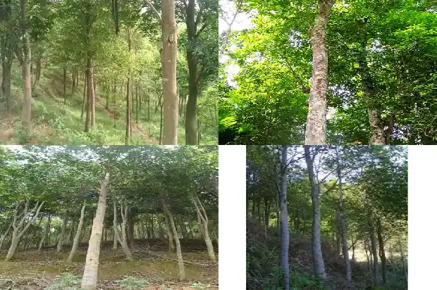 沉香大树1683591241680 沉香大树1683591241680