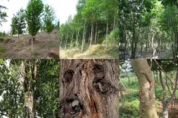沉香树苗有香味吗1698451745935 沉香树苗有香味吗1698451745935