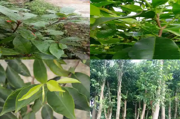 沉香木 苗1683591337054 沉香木 苗1683591337054