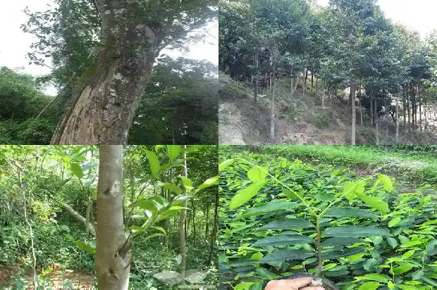 奇楠沉香种植1683591525856 奇楠沉香种植1683591525856