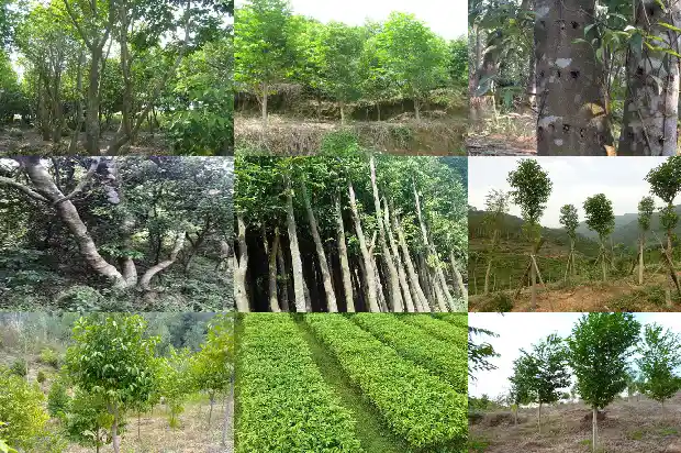 奇楠沉香种植1683591525952 奇楠沉香种植1683591525952