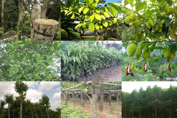 沉香楠木苗1683591621798 沉香楠木苗1683591621798