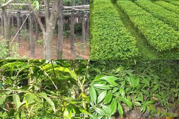 沉香楠木苗1683591621846 沉香楠木苗1683591621846