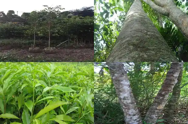沉香的价格多少钱一克1690157751754 沉香的价格多少钱一克1690157751754