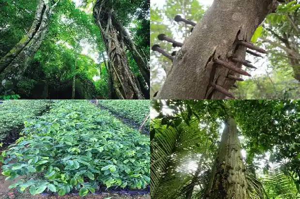 沉香苗批发1683591830944 沉香苗批发1683591830944