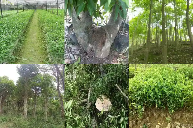 土沉香树苗1683591932053 土沉香树苗1683591932053