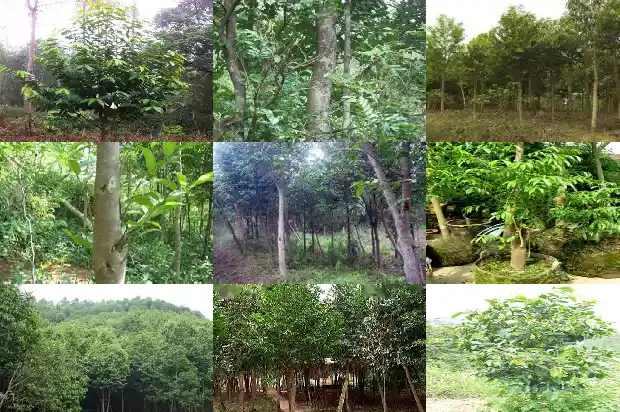 土沉香树苗1683591932099 土沉香树苗1683591932099