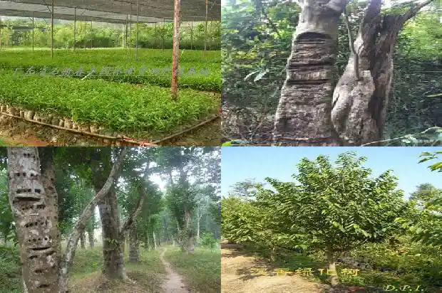 土沉香树苗1683591932146 土沉香树苗1683591932146