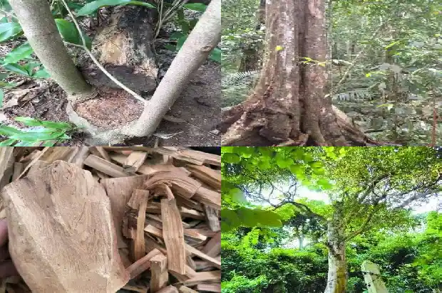 沉香的苗1683677342149 沉香的苗1683677342149