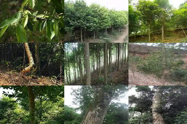 沉香的苗1683677342244 沉香的苗1683677342244