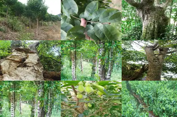 葡萄品种沉香1683677566753 葡萄品种沉香1683677566753