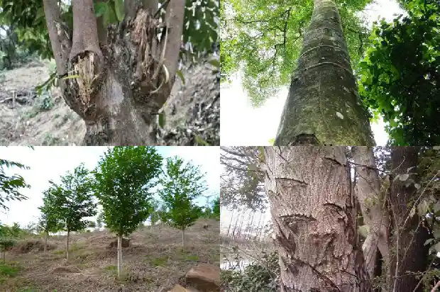 葡萄品种沉香1683677566800 葡萄品种沉香1683677566800