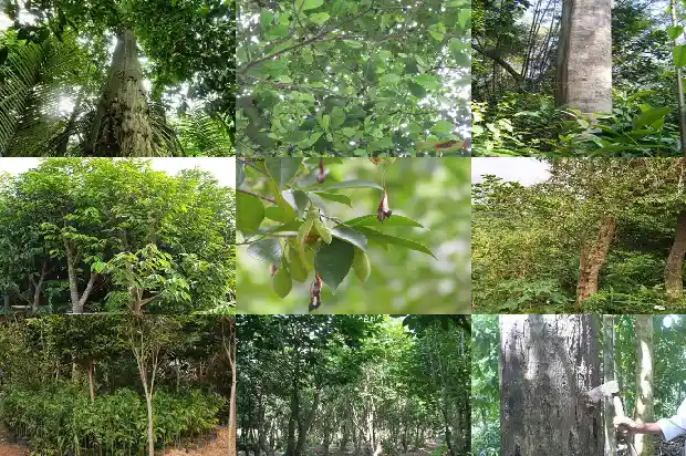 沉香育苗1683677686963