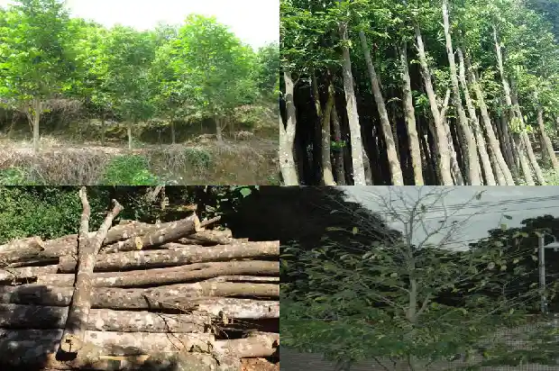 手链沉香价格1693440583397 手链沉香价格1693440583397