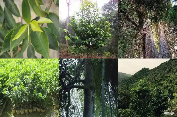 沉香价格排行榜1693440598407 沉香价格排行榜1693440598407