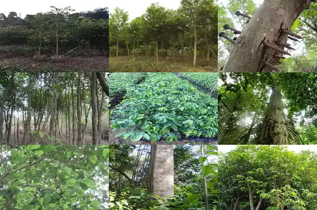 沉香木 树苗1683677883725 沉香木 树苗1683677883725