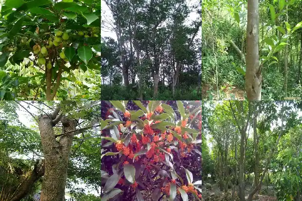 沉香木 树苗1683677883773 沉香木 树苗1683677883773