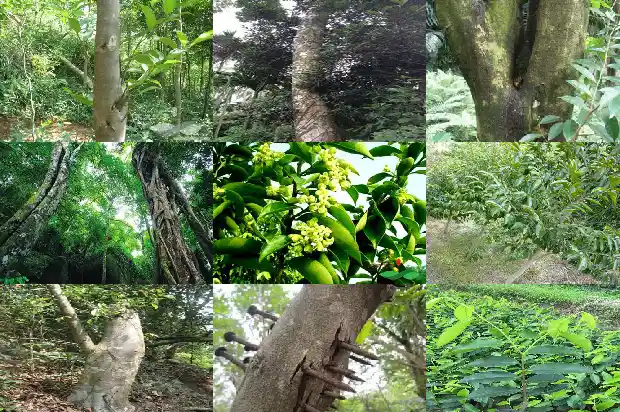 沉香木 树苗1683677883821 沉香木 树苗1683677883821