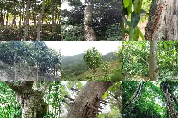 求购沉香苗木1683678089074 求购沉香苗木1683678089074