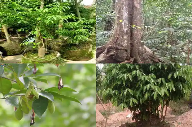 求购沉香苗木1683678089121 求购沉香苗木1683678089121