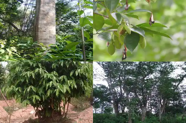 奇楠香树苗的价格1691453590727 奇楠香树苗的价格1691453590727