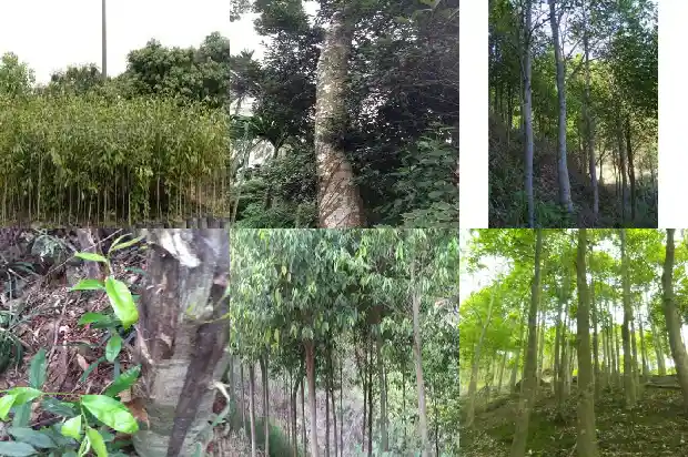沉香种植地区1683678299746 沉香种植地区1683678299746