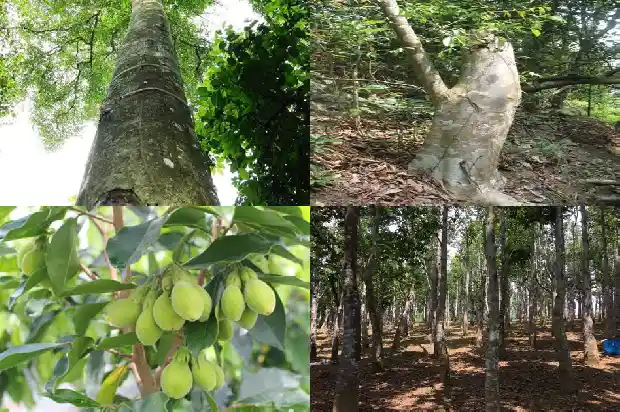 沉香不同产地的价格1692231064455 沉香不同产地的价格1692231064455