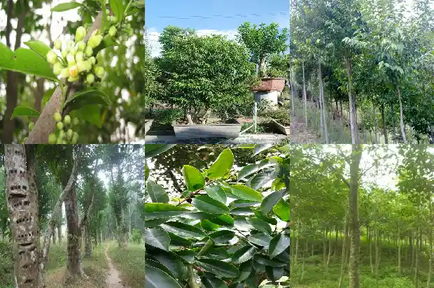 沉香木木苗1683763746784