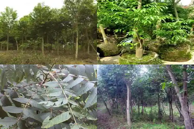 沉香木木苗1683763746832