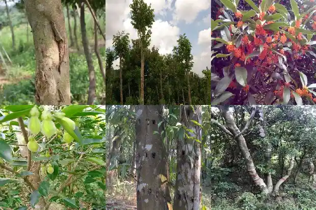 沉香木木苗1683763746879