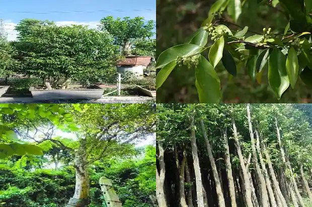 楠沉香木苗1683763930531 楠沉香木苗1683763930531
