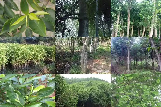 楠沉香木苗1683763930579 楠沉香木苗1683763930579
