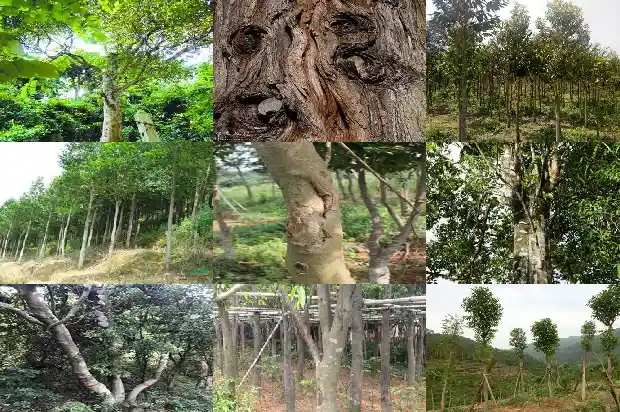 附近沉香苗1683764030138 附近沉香苗1683764030138