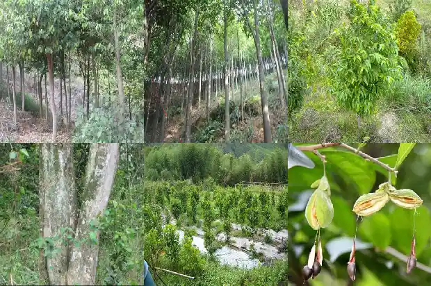 种植沉香1683764184663 种植沉香1683764184663