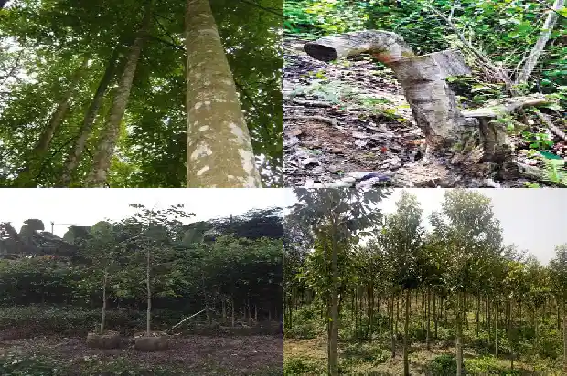 种植沉香1683764184759 种植沉香1683764184759