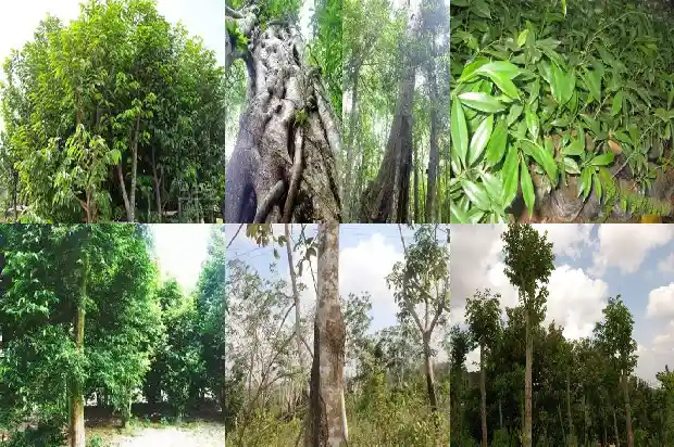 种植沉香1683764184807 种植沉香1683764184807