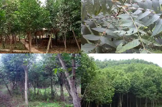 白木沉香苗1683764379459 白木沉香苗1683764379459