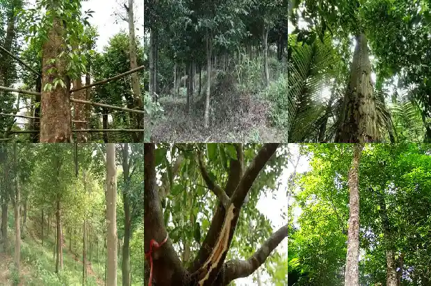 白木沉香苗1683764379507 白木沉香苗1683764379507