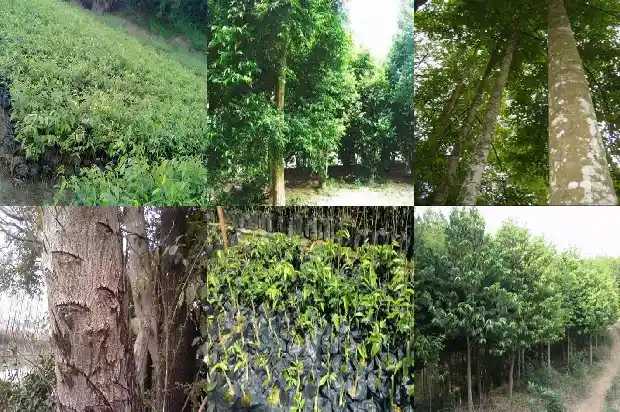 沉香苗栽种1683764461430 沉香苗栽种1683764461430