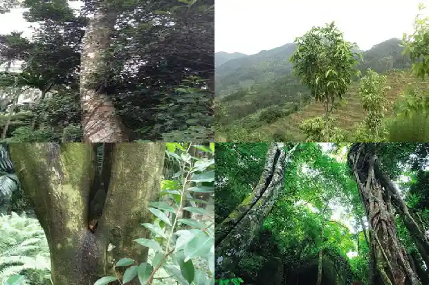 沉香苗栽种1683764461478 沉香苗栽种1683764461478