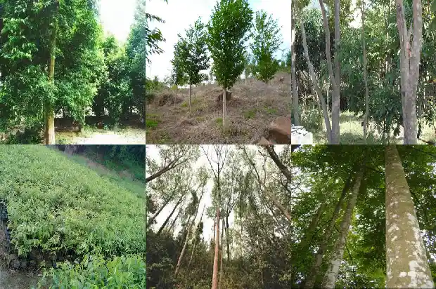 正沉香1683764536441 正沉香1683764536441